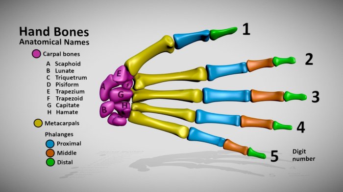Open Hand PNGs for Free Download Hand Sanitizers: The Modern Global Health Staple